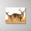 Search for wild deer canvas prints Buck