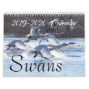 Search for swans swan calendars Wildlife