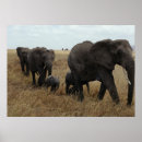 Search for pretty elephant posters Elephants