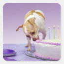 Search for chihuahua stickers Birthday