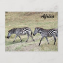 Recherche de zèbre rayé cartes postales Afrique