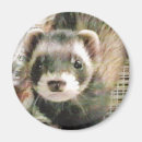Search for ferret magnets Pet