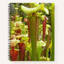 Search for flava Plant