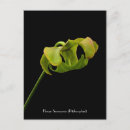 Recherche de plante carnivore Plante de pitcher
