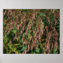 Search for tall grass Autumn