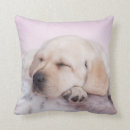 Recherche de chiot labrador coussins Mignon