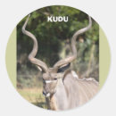 Search for antelope stickers Wildlife