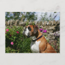 Search for dog and flowers postcards Sitting