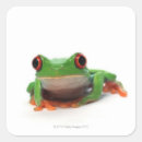 Search for red eye tree frog stickers Reptile