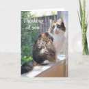 Search for generation pet supplies Sympathy
