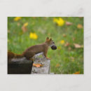 Recherche de voleurs cartes postales Écureuil