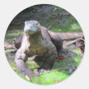 Search for komodo dragon stickers Reptile