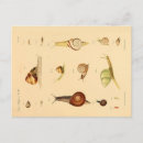 Search for mollusks postcards Snail