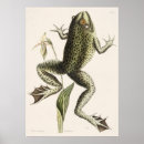 Search for retro frogs posters Vintage