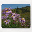 Search for aster flower mousepads Photography