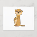 Recherche de suricates cartes postales Zoo