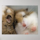Search for cute hamster posters Hamsters