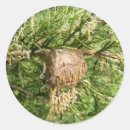 Recherche de mante autocollants Nature