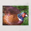Search for red wood postcards Brown