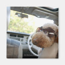 Search for standard poodle Japan