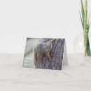 Search for squirrel cards Nature