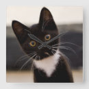 Recherche de smoking horloges Chaton