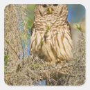 Search for barred owl stickers Usa