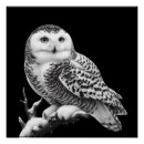 Search for snowy owls posters Bird of prey
