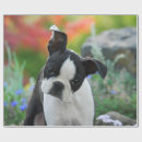 Search for boston terrier wrapping paper Cute