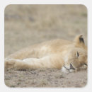 Search for kenya lion stickers Animals in the wild
