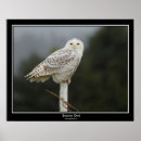 Recherche de owl posters Animal