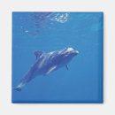 Search for cozumel magnets Ocean