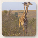 Search for camelopardalis Vertical