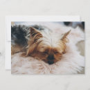 Search for yorkshire terrier puppies cards Animal