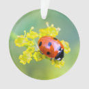 Search for lady bug ornaments Nature