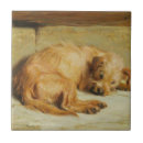 Recherche de cocker carreaux Dog