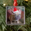 Search for french bulldog ornaments Domestic animals