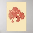 Search for seaweed print posters Antique