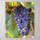 Search for bunch posters Viticulture