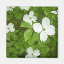 Recherche de cornouiller blanc Nature