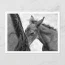 Recherche de poulain cartes postales Cheval