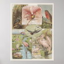 Search for vintage flamingo posters Pink