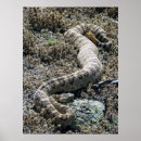 Recherche de serpent venimeux posters Serpent à sonnette