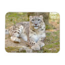 Search for predator magnets Animals