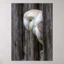 Search for barn owl posters Bird