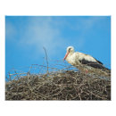 Recherche de cigogne posters Nature
