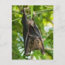 Search for ear vertical postcards Animal