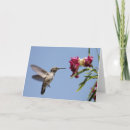 Search for desert bird cards Wildlife