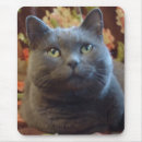 Recherche de russes tapis souris Animal familier