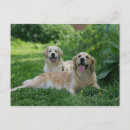 Search for bob and pam langrish Flat coated golden